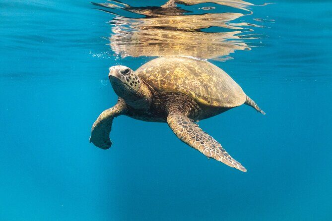 Wild Dolphin Swim, Turtle, Whale Safari with Guided Snorkeling - The Sum Up