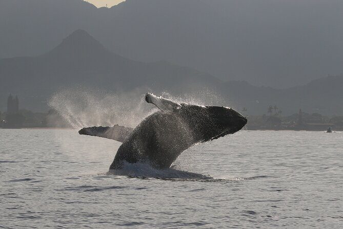 Wild Dolphin Swim, Turtle, Whale Safari with Guided Snorkeling - FAQs