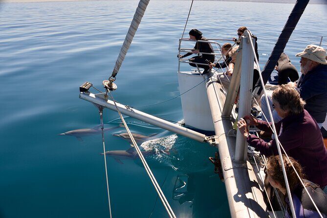 Wild Dolphin Watch in Glenelg - An in-depth look at the Wild Dolphin Watch in Glenelg