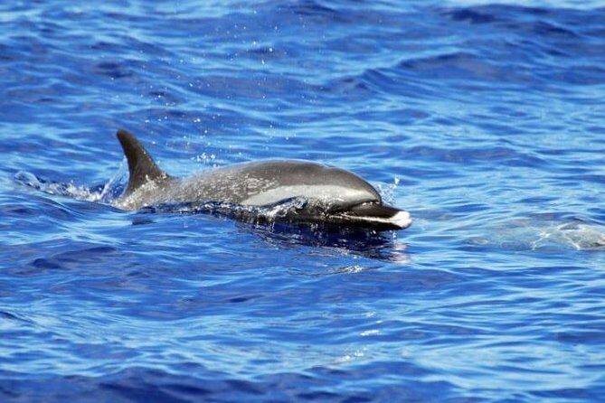 Wild Dolphin Watching and Snorkel Safari Off West Coast of Oahu - Final Thoughts