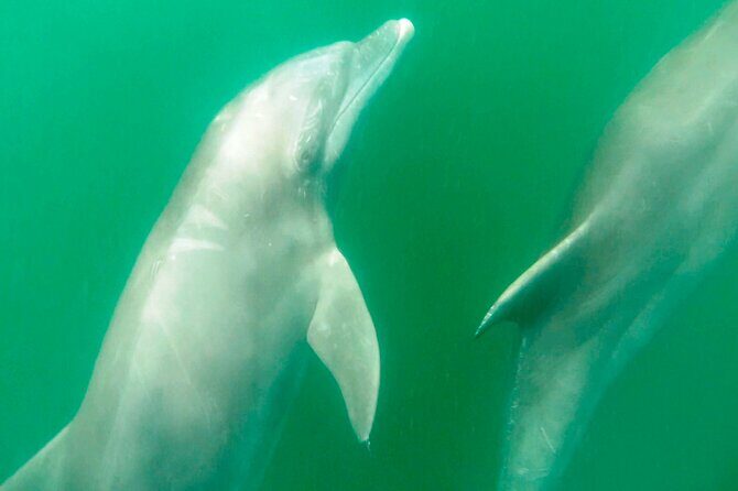 Wild dolphins encounter & snorkeling - A Detailed Look at the Experience