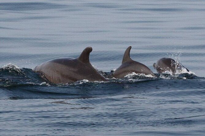 Wild dolphins encounter & snorkeling - Final Thoughts: Is This Tour for You?