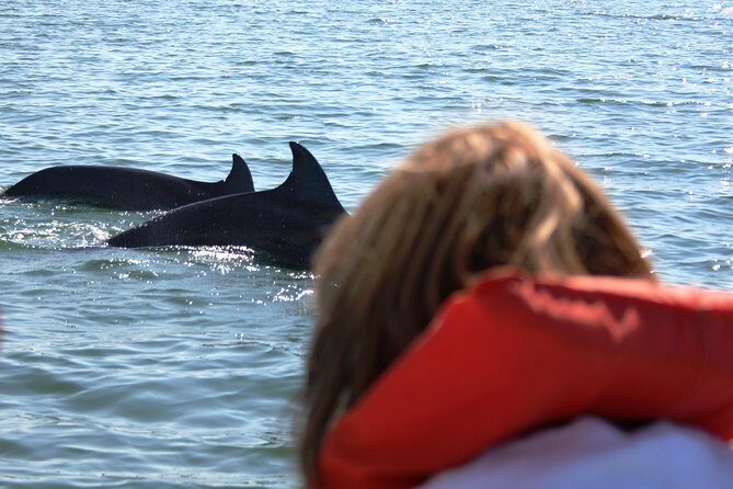 Wild dolphins encounter & snorkeling - FAQs