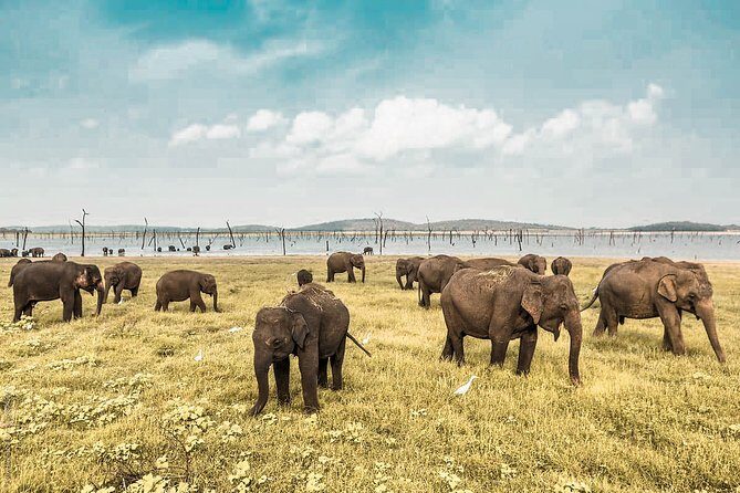 Wild Elephant Safari in Minneriya National Park - In-Depth Look at the Minneriya Safari Experience