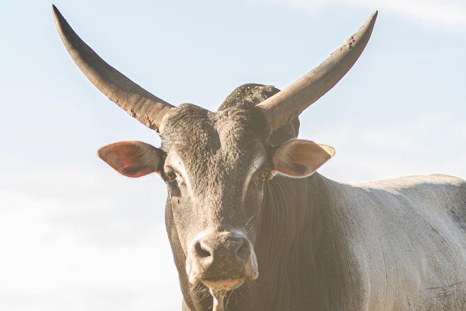 Wild Florida Drive-Thru Safari and Gator Park Admission - FAQ