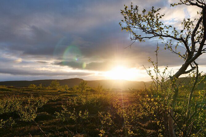 Wild Food & Foraging Hike with Open Fire Lunch - A Closer Look at the Wilderness Foraging Tour in Lapland