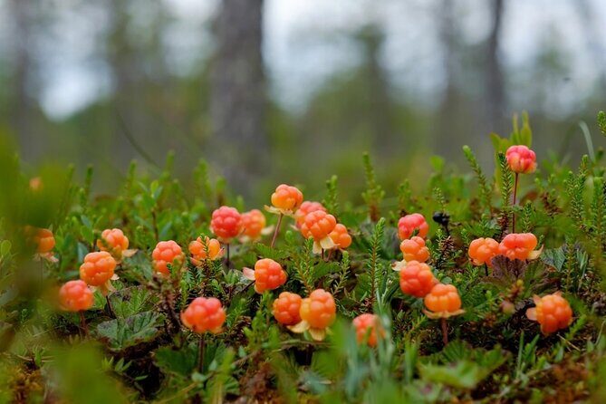 Wild Forest Berries and Mushrooms Picking Tour - Key Points