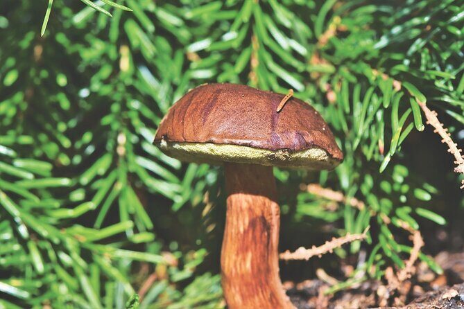 Wild Forest Berries and Mushrooms Picking Tour - An In-Depth Look at the Forest Foraging Tour
