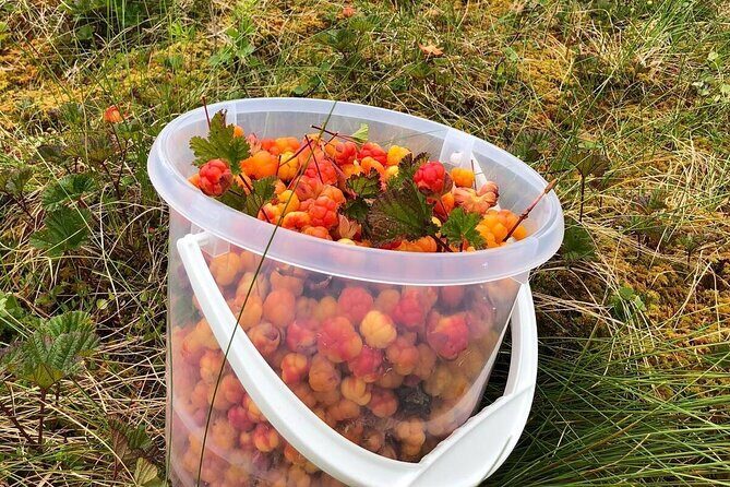Wild Forest Berries and Mushrooms Picking Tour - Summary
