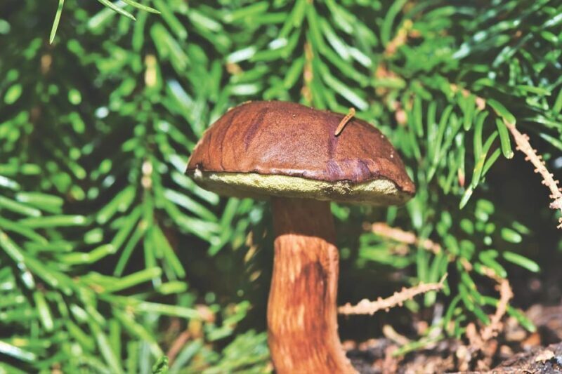 Wild forest mushrooms and berries picking tour - An Authentic Taste of Lapland’s Wilderness