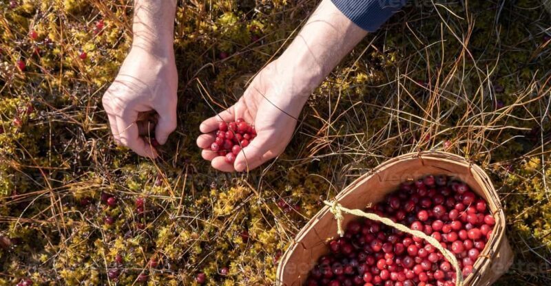 Wild forest mushrooms and berries picking tour - What to Expect in Detail