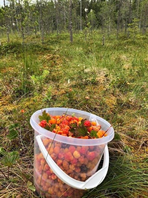 Wild forest mushrooms and berries picking tour - The Sum Up: Who Will Love This Tour?