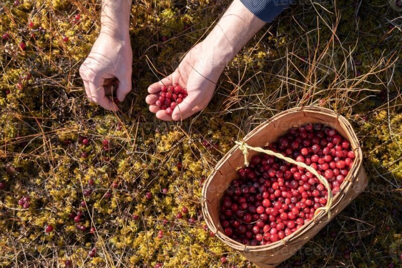 Wild forest mushrooms and berries picking tour - FAQ