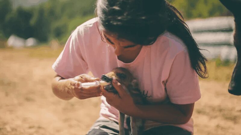Wild Forest Reserve Foundation - Visit - Key Points