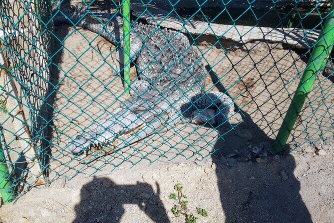 Wild & Free: Lagoon Boat, Beach Horseback, Crocs & Turtle Release - Final Thoughts