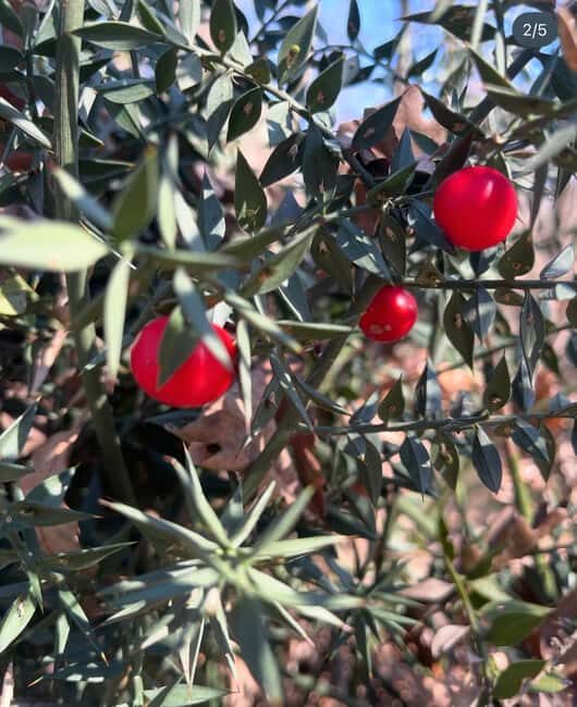 Wild Fruit Picking Experience at Hani i Qerosit - Exploring Albania’s Natural Flavors with a Local Guide