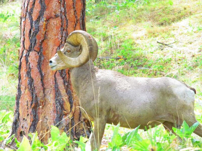 Wild Horse Island/Flathead Lake: Kayak Tour - Why This Tour Offers Great Value