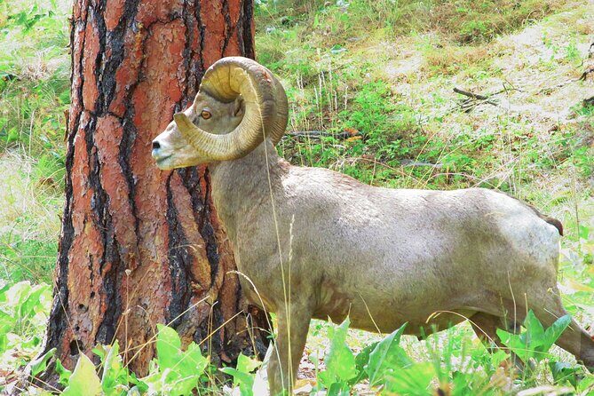 Wild Horse Island Flathead Lake Kayak Tour - Key Points