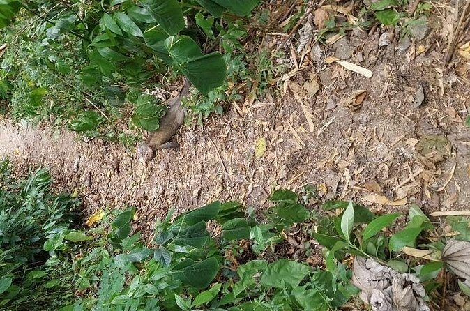 Wild Immersion: Hiking in the Heart of the Rainforest - Who Should Consider This Tour?