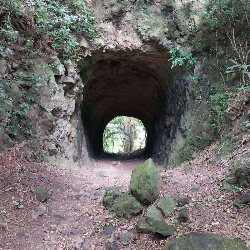 Wild Immersion : Hiking in the Heart of the Tropical Forest - Exploring Martinique’s Tropical Forests: What You Can Expect