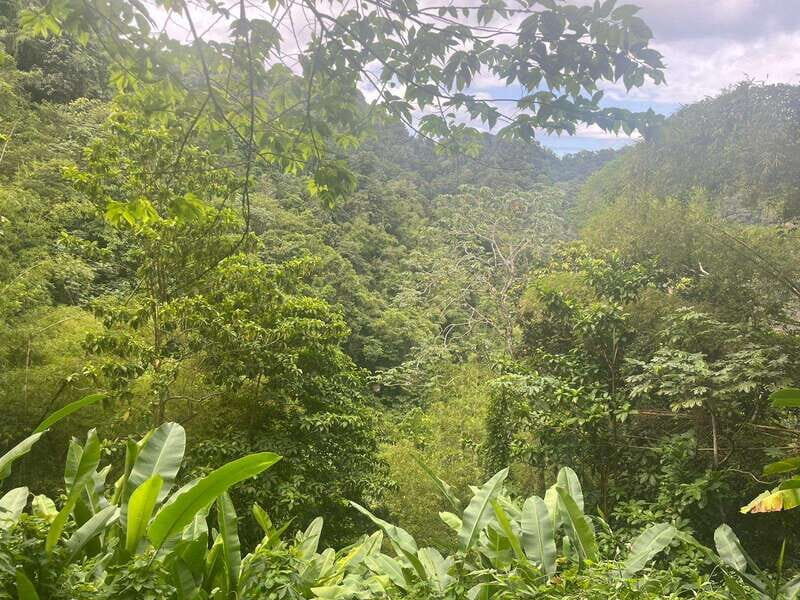 Wild Immersion : Hiking in the Heart of the Tropical Forest - The Practicalities: What’s Included and What to Prepare