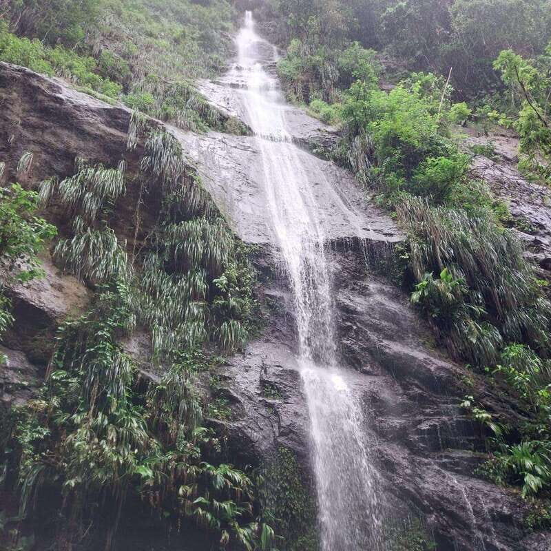 Wild Immersion : Hiking in the Heart of the Tropical Forest - Summary: Is This Tour Right for You?