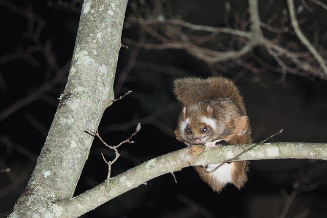 Wild Japanese Flying Squirrel Watching Tour in Nagano - Wild Japanese Flying Squirrel Watching Tour in Nagano