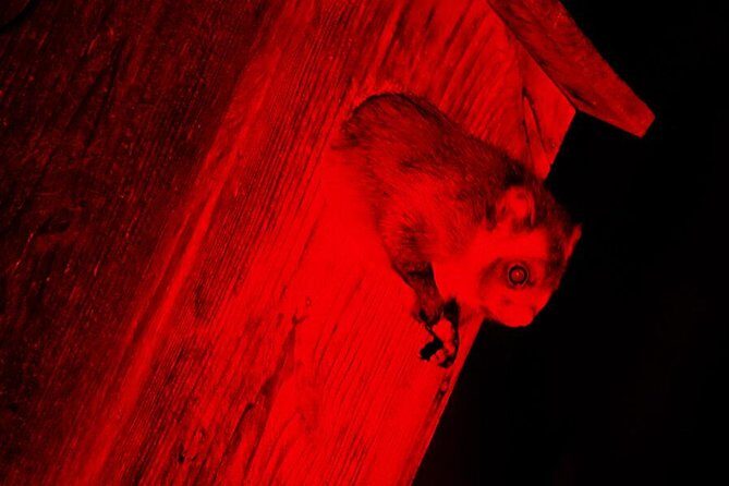 Wild Japanese Flying Squirrel Watching Tour in Nagano - Key Points