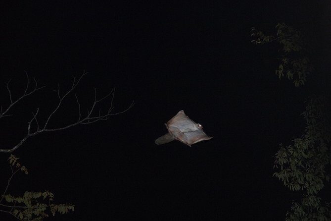 Wild Japanese Flying Squirrel Watching Tour in Nagano - How Does It Compare to Other Experiences?