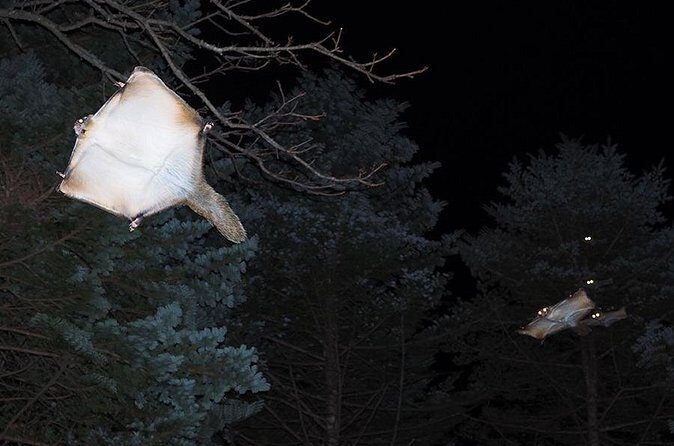 Wild Japanese Flying Squirrel Watching Tour in Nagano - Who Should Consider This Tour?