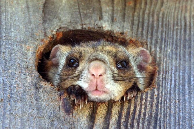 Wild Japanese Flying Squirrel Watching Tour in Nagano - Frequently Asked Questions