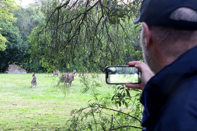 Wild Kangaroos, Blue Mountains and a Cruise - A Deep Dive into the Tour Experience