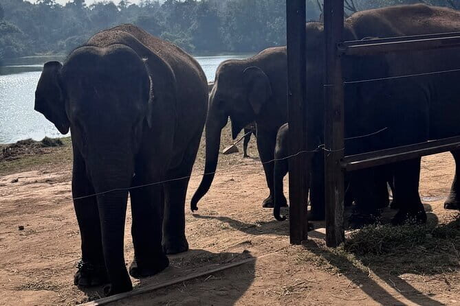 Wild Life Jeep Safari Tour at Bannerghatta with Private Transfer - Key Points