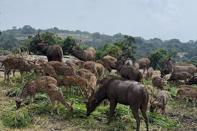 Wild Life Jeep Safari Tour at Bannerghatta with Private Transfer - A Detailed Look at the Bannerghatta Safari Tour