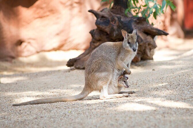 WILD LIFE Sydney Entrance Ticket - In-Depth Review of WILD LIFE Sydney: What to Expect