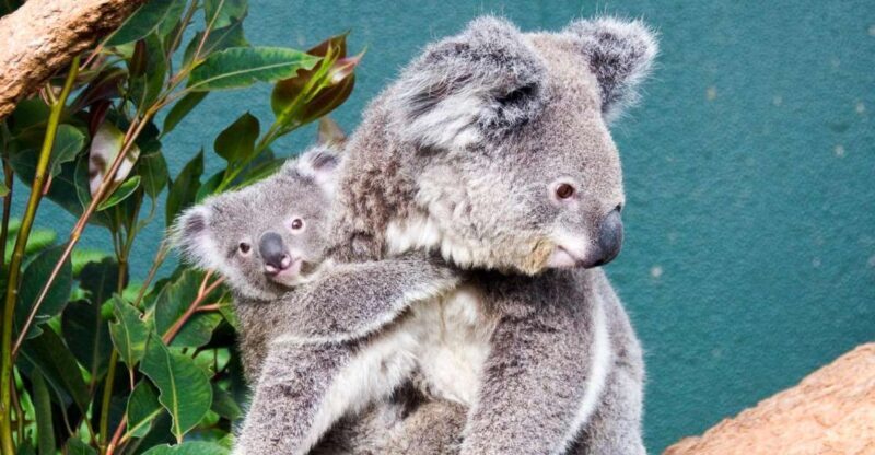 WILD LIFE Sydney Zoo - Quick Overview