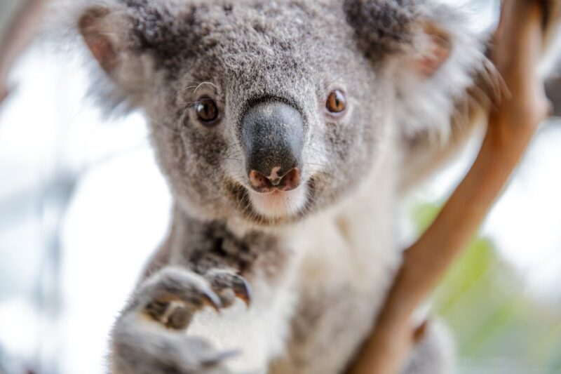 WILD LIFE Sydney Zoo - FAQ