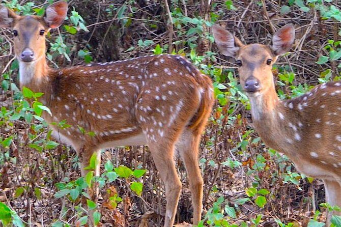 Wild life tour in Chennai with guide and private car - Final Thoughts