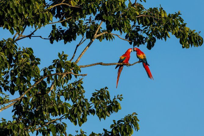Wild Macaws Tours in Punta Islita from Playa Samara - Key Points