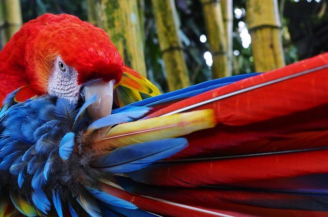 Wild Macaws Tours in Punta Islita from Playa Samara - Who Will Love This Tour?