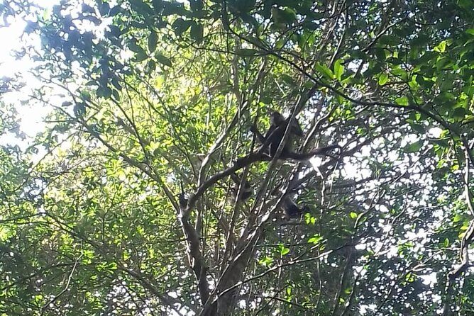 Wild Monkey Adventure (Private, Full Day) - Exploring the Wild Monkey Adventure in Detail