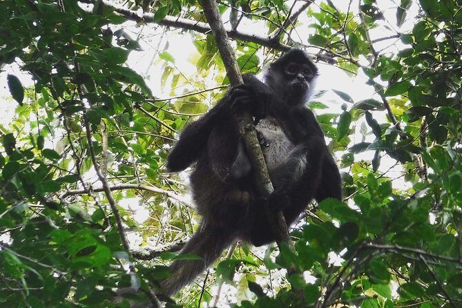 Wild Monkey Adventure (Private, Full Day) - What Could Be Better?