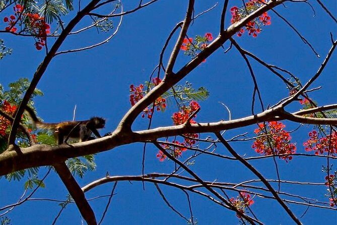 Wild Monkey Adventure (Private, Full Day) - Who Is This Tour Perfect For?