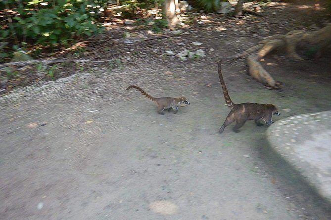 Wild Monkey Tour (Private, Half Day) - Exploring Tulum’s Jungle: A Deep Dive Into the Wild Monkey Tour