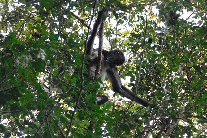 Wild Monkey Tour (Private, Half Day) - Frequently Asked Questions