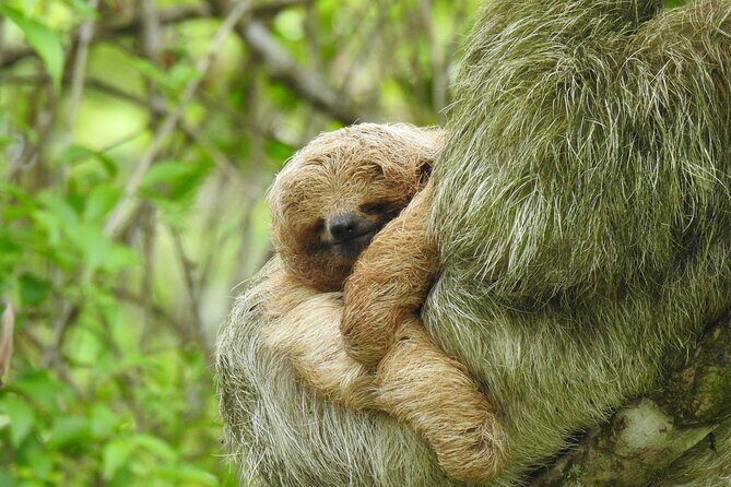 Wild Nature and Adventure Combo from Guanacaste - Exploring the Itinerary in Detail