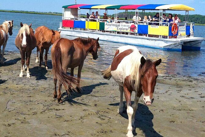Wild Pony Watching Boat Tour from Chincoteague to Assateague - A Deep Dive into the Wild Pony Watching Boat Tour