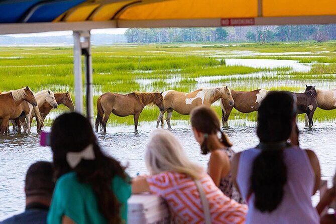 Wild Pony Watching Boat Tour from Chincoteague to Assateague - Detailed Breakdown of the Itinerary and Visitor Experience