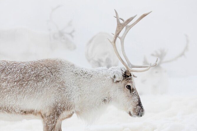 Wild Reindeers Safari + Lunch in Glass Igloo (private service) - The Deep Dive: A Complete Review of the Wild Reindeers Safari + Lunch in Glass Igloo