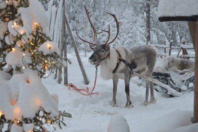 Wild Reindeers Safari + Lunch in Glass Igloo (private service) - FAQ